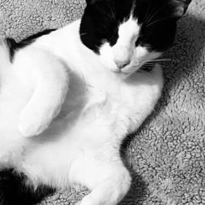 Meet your Posher, Breton